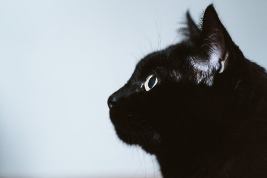 Portrait Of Beautiful Black Cat At Home