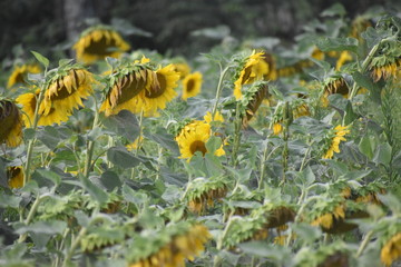 sunflower on a farm