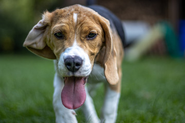 Portrait eines jungen Beagles