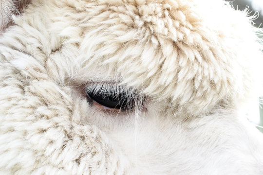Close-up of White Alpaca Eye and lashes