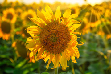 Sunflower against the sunny day sunset with sunbeams coming over the horizon.