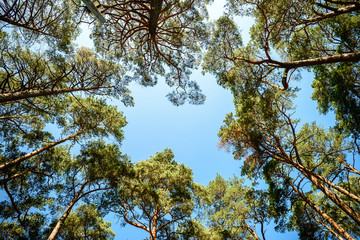 Window of firs, looking up, shot with fisheye lens