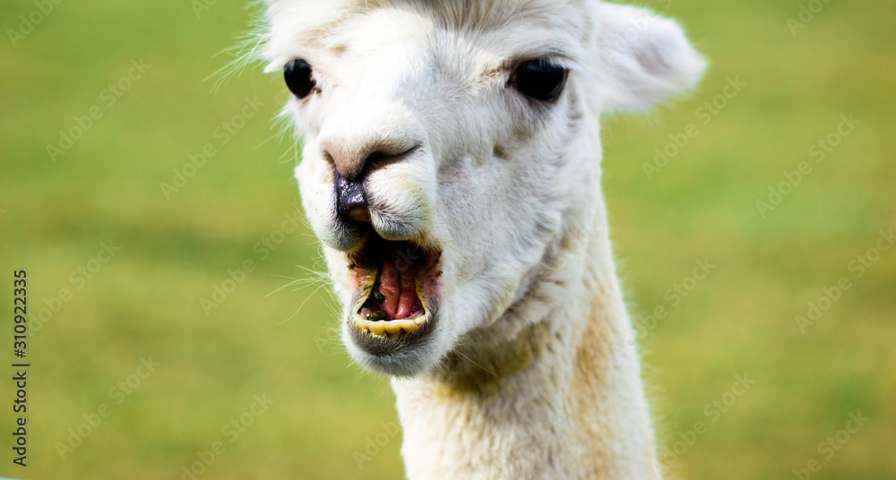 Wall mural alpaca bleating with funny face