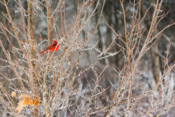 Cardinal Perched in an Icy Tree
