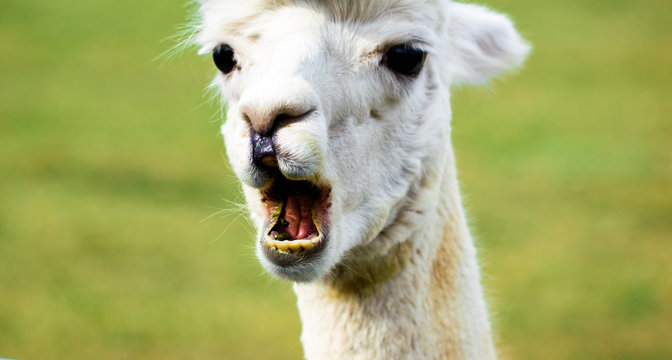 Alpaca bleating with funny face