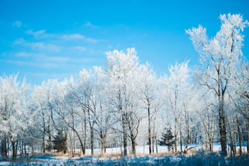Haorfrost on a Stand of Trees Along a Field