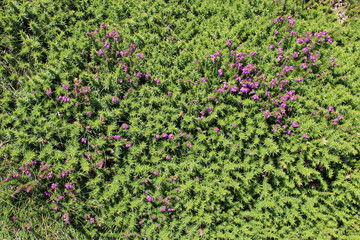 littoral vegetation (cap de la ch&egrave;vre) in brittany (france)