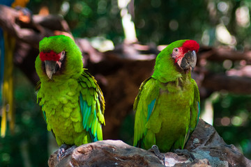 Pareja de loros verdes descansando en árbol 