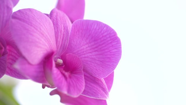 Flower, nature, close up orchid in nature.