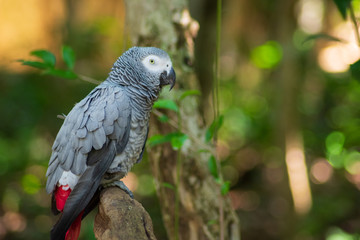 Loro gris descansando en árbol al medio día en el caribe 