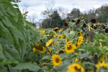 sunflower on a farm