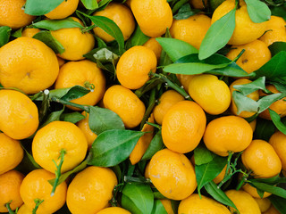 Bunch of ripe juicy tangerines with twigs and green leaves top view. The harvest of citrus. Background, copy space