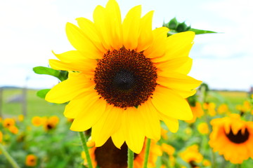 sunflower on a farm