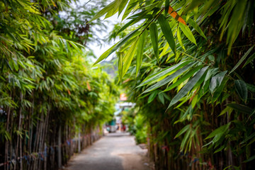 Green concrete walkway with both sides covered with bamboo trees and green leaves.