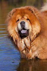 Fototapeta na wymiar Ginger Chow Chow dog, portrait in the water