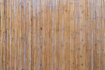 Bamboo stick background or patterns. Dried up bamboo plants used as a fence