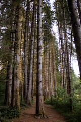 Fototapeta na wymiar Forêt vue d'en bas
