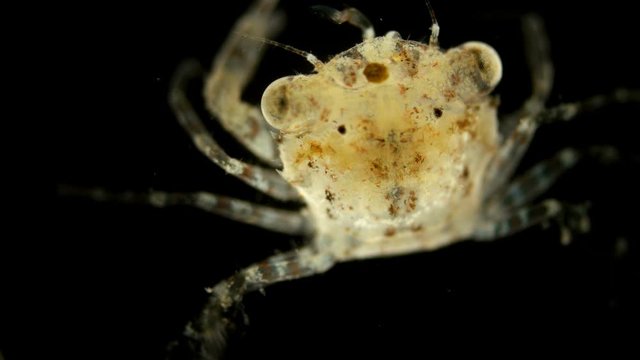 The crab larva under the microscope, already a full-fledged small crab that appeared after the larval stage of the megalope, has already sunk to the bottom and will grow into an adult crab