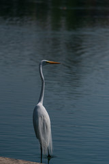 Garza descansando en lago