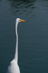 Garza descansando en lago 