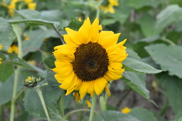 Sunflower farm