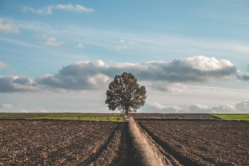 Landscape © Robert