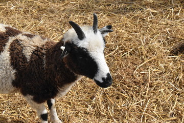 Goat on a farm