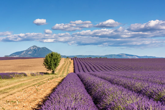 Lavender 58