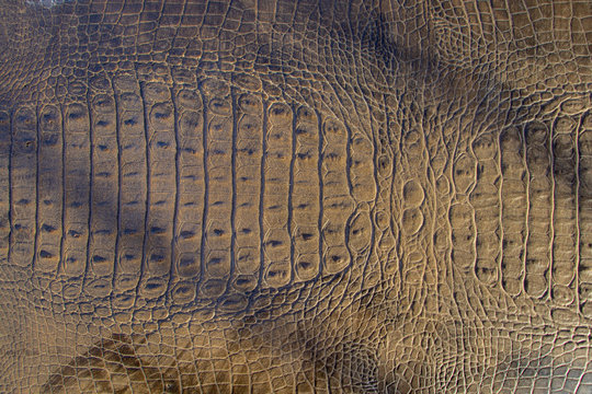 crocodile skin as background close up