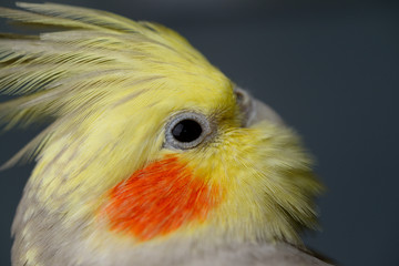 Close up of female Pearl Cockatiel face looking backwards