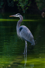 Grulla descansando en lago
