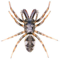The zebra back spider Salticus scenicus is a genus of jumping spiders. Dorsal view of Salticidae spider isolated on white background.