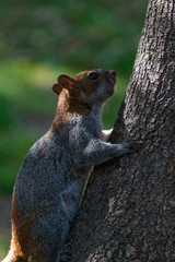 Ardilla de bosque escalando árbol