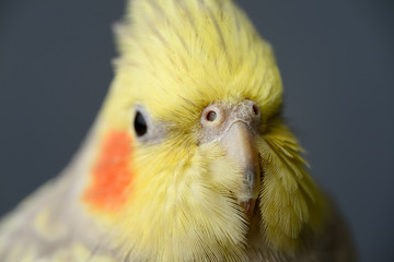 Close up of female Pearl Cockatiel nostrils and facial feathers covering the beak