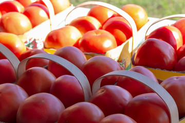 red tomatoes on sale on a farm in sunlight