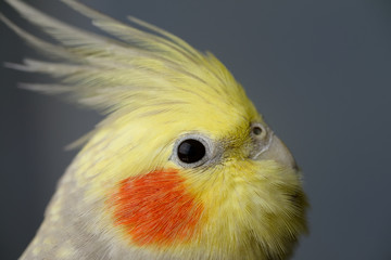 Close up of female Pearl Cockatiel with orange cheek patch and facial feathers coverying the beak