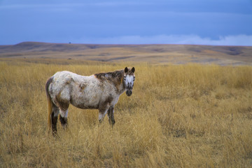 Horse grazing on range land here in Montana