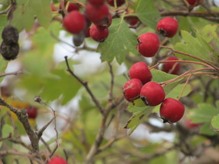 red fruit on the tree