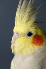 Excited face of female Pearl Cockatiel with crest up on blue grey background