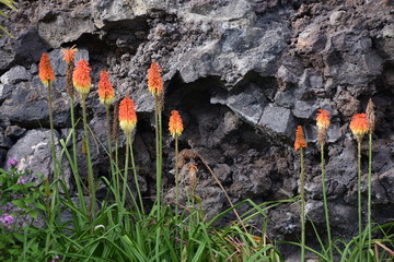 flower in the park
