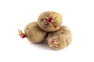 sprouted potatoes on white background