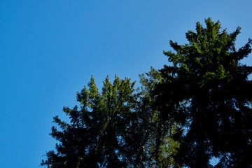 Tops of sprice tree and blue sky background. Natural photo