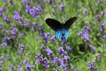 blue butterfly