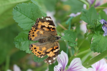 yellow butterfly2