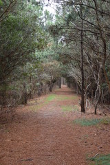 Fototapeta premium path in the woods
