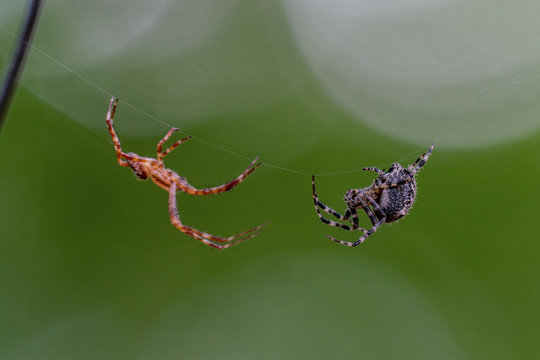 Two spiders fighting with each other