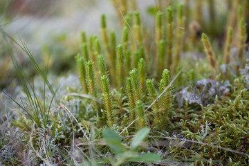 summer moss