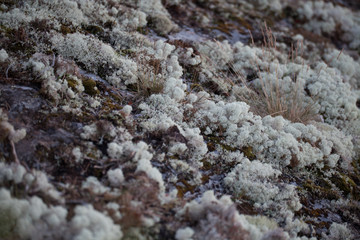 moss