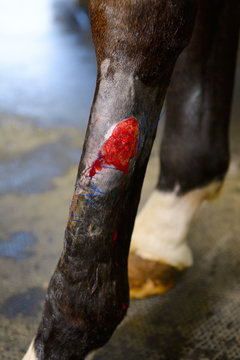 Derazil 5: Cleaned and prepared granulating oozing wound on hind leg of thoroughbred horse before treatment