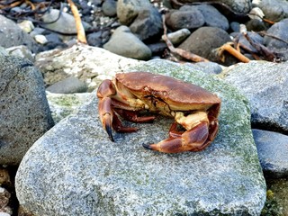 crab on beach